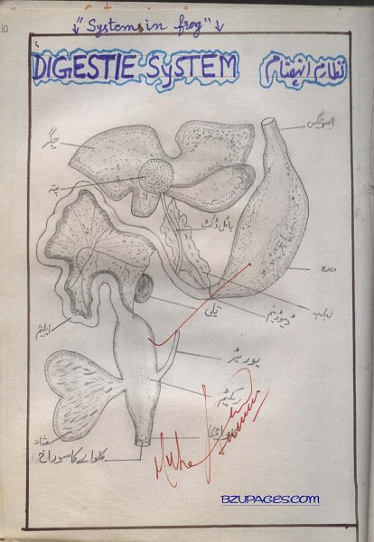 10 Digestive System in Frog (Maindak main Nizame Inhazam).jpg